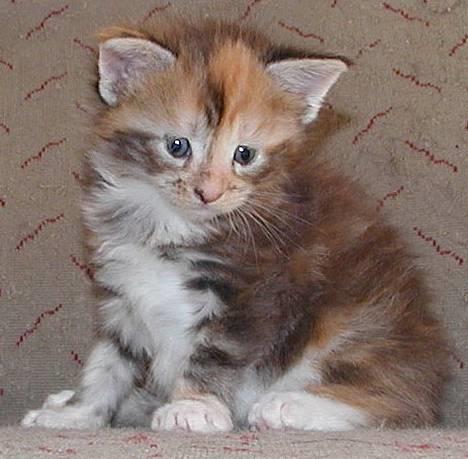 Maine Coon Popsi - Spotty 4 uger. billede 18