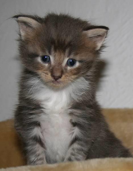 Maine Coon Popsi - Stribby 4 uger. billede 19