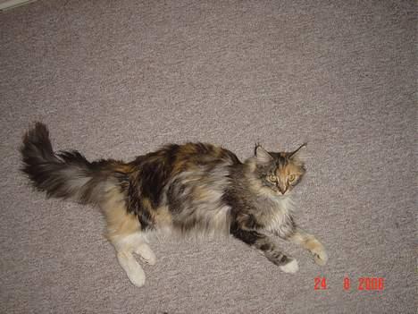 Maine Coon Fister er flyttet billede 17