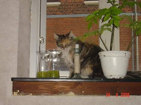 Maine Coon Fister er flyttet billede 18