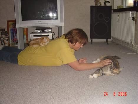 Maine Coon Fister er flyttet billede 19