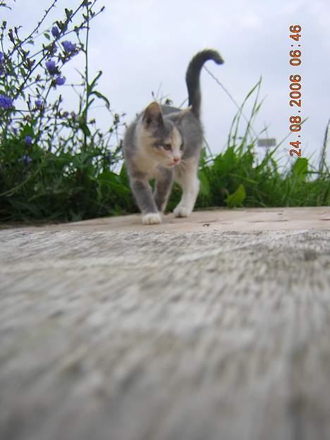 Blanding af racer sally billede 14