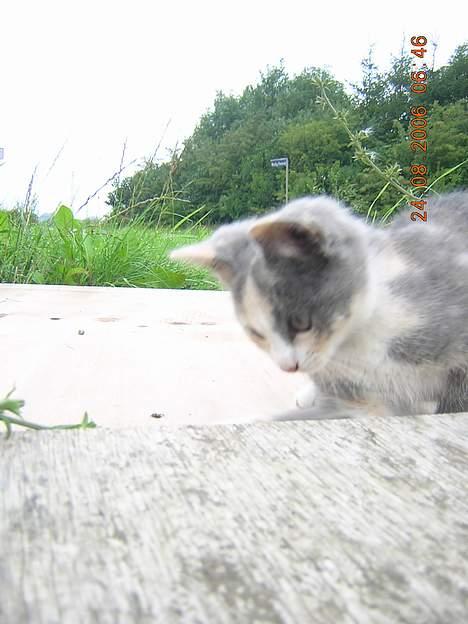 Blanding af racer sally billede 15