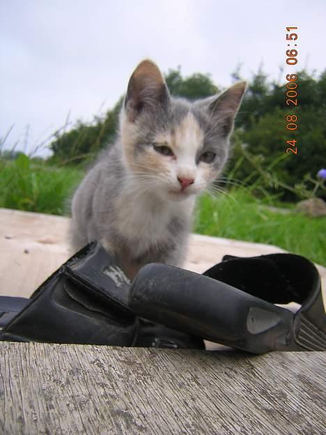 Blanding af racer sally billede 16