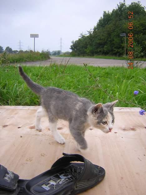 Blanding af racer sally billede 17