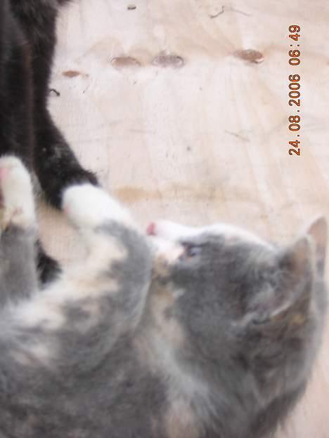 Blanding af racer sally billede 19