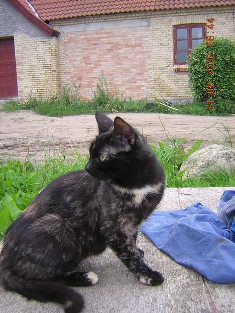 Blanding af racer nusser#død# billede 15