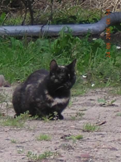 Blanding af racer nusser#død# billede 16