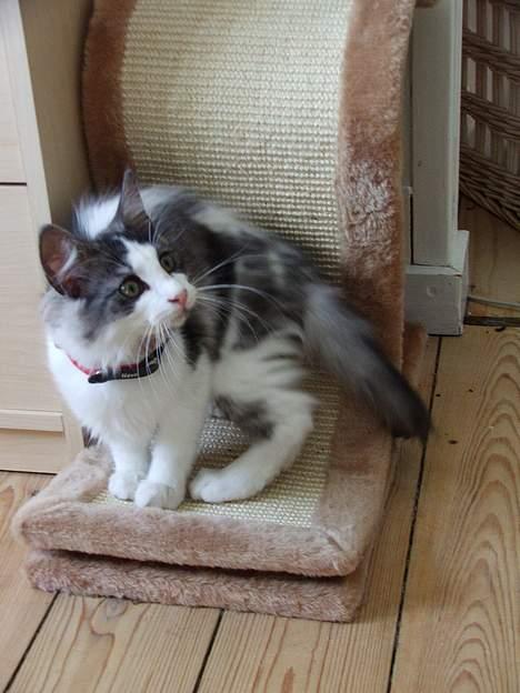 Blanding af racer Galatea billede 13