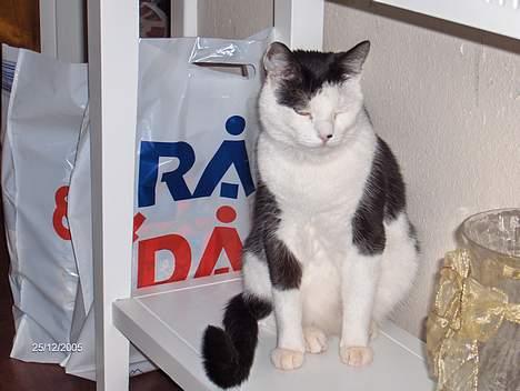 Huskat Pjevs (død) - Sidder lige her, og håber på at mor ikke opdager mig. billede 1