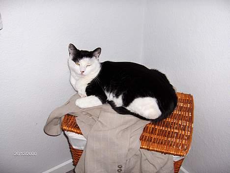 Huskat Pjevs (død) - Finder altid et godt sted at ligge. billede 2