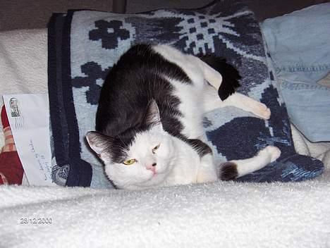 Huskat Pjevs (død) - ligger lige på et af mine ynglingstæpper. billede 3