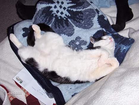 Huskat Pjevs (død) - Triller lige. billede 4