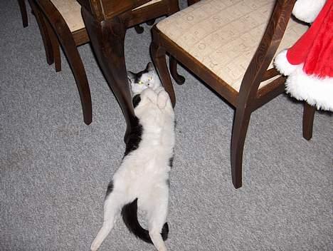 Huskat Pjevs (død) - Ligger lige og fjaler lidt mellem stolene. billede 5