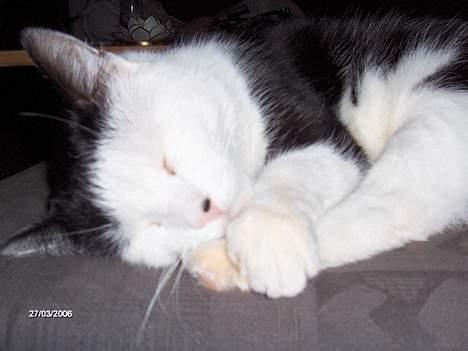 Huskat Pjevs (død) - Sover lige. billede 6