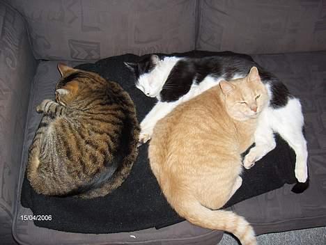 Huskat Pjevs (død) - Ligger lige og slapper af med mine 2 venner. billede 7