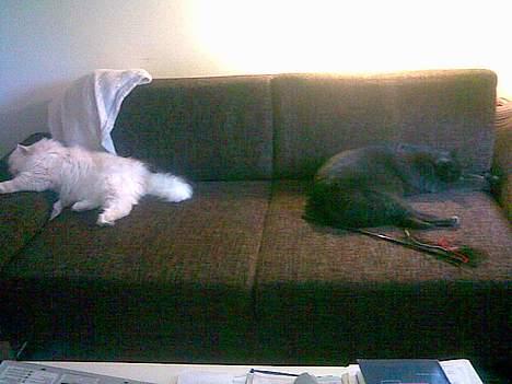 Huskat Mogens Mis - Kan da så lige dele sofaen med "lillebror" billede 8