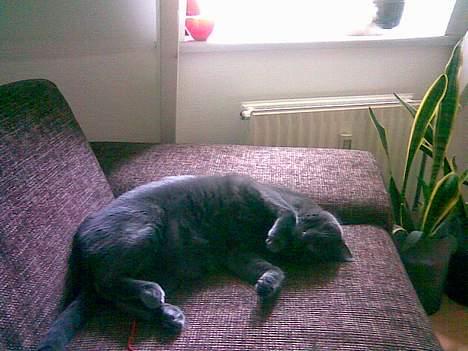 Huskat Mogens Mis - Sove....sove...sove...sove... billede 9