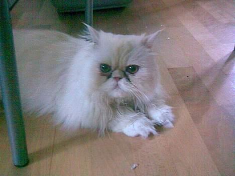 Perser Konrad Kat billede 1