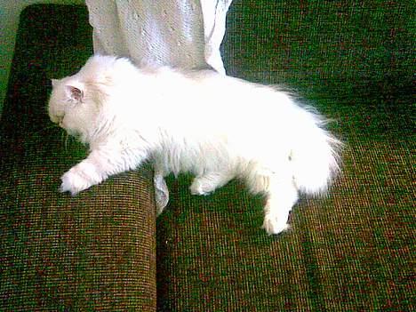 Perser Konrad Kat - Træt...træt....træt billede 2