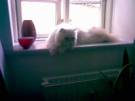 Perser Konrad Kat - Min vindueskarm billede 3