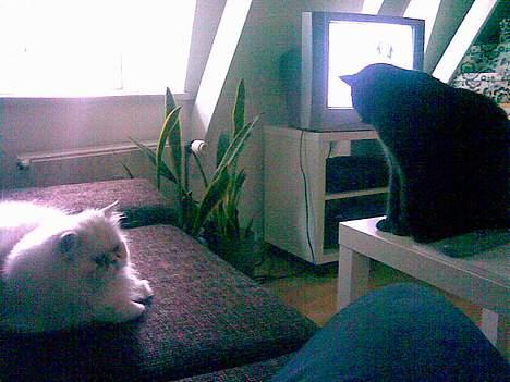 Perser Konrad Kat - Haha - jeg kom først og fik sofaen!! billede 4