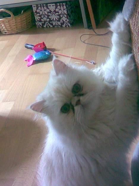 Perser Konrad Kat - kradse, kradse, kradse klør billede 5