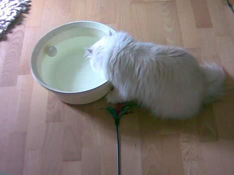 Perser Konrad Kat - Fang bolden i vandet!! billede 6