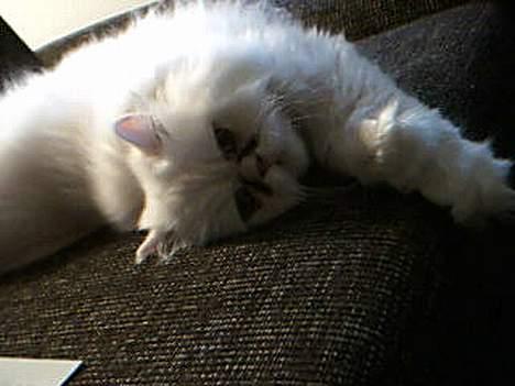 Perser Konrad Kat - Hej... billede 7