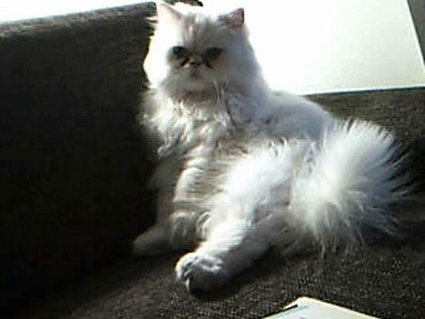 Perser Konrad Kat - Gider du gå? billede 8