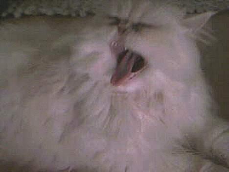 Perser Konrad Kat - Gabet billede 10