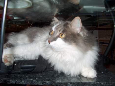 Huskat Gustav - Gris - billede 4