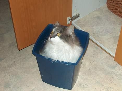 Huskat Gustav - Gris - - Griner.. han er altså lidt tossede en gang imellem.. billede 5