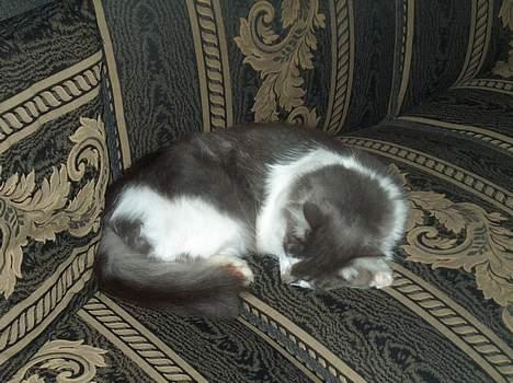 Huskat Gustav - Gris - - slapper lige på neseren..  billede 6