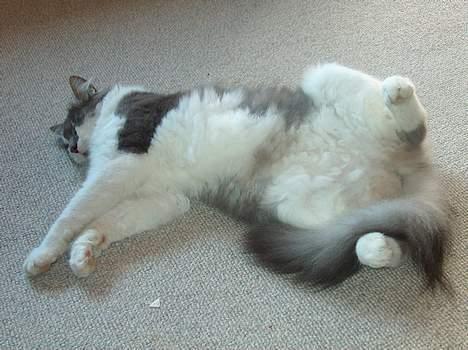 Huskat Gustav - Gris - billede 7