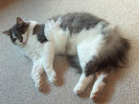 Huskat Gustav - Gris - - kigger lige.. billede 9