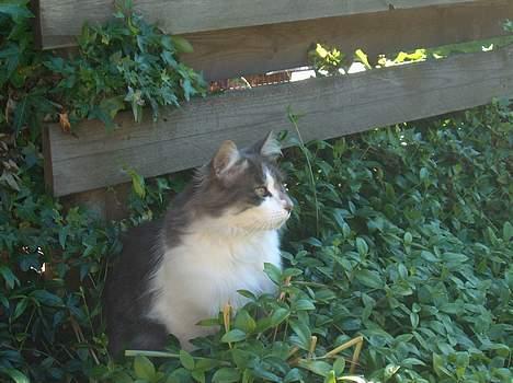 Huskat Gustav - Gris - - sommeren anno 2006 billede 10