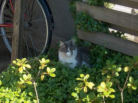 Huskat Gustav - Gris - - sommer anno 2006 billede 12