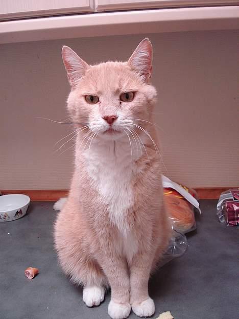 Blanding af racer Flemming R.I.P. - Nyt 25/8-06 billede 16