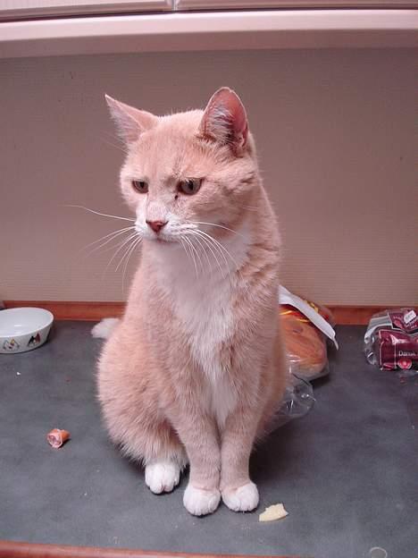 Blanding af racer Flemming R.I.P. - 25/8-06 billede 17