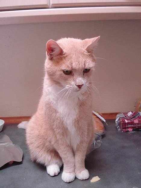 Blanding af racer Flemming R.I.P. - 25/8-06 billede 18