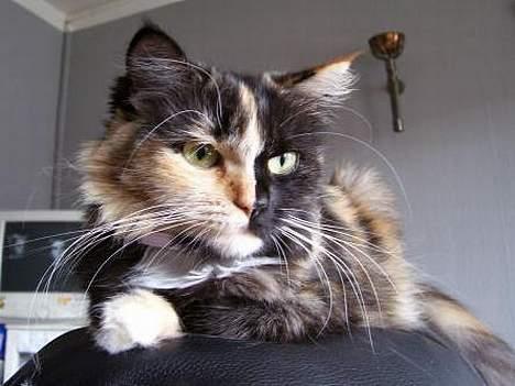 Blanding af racer Cirkeline billede 12