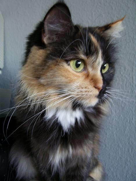 Blanding af racer Cirkeline - Hvorfor kigger du på mig uden at kæle mig? billede 13