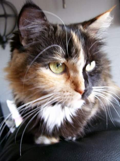 Blanding af racer Cirkeline - Prøver at ignorerrer Mor... billede 14