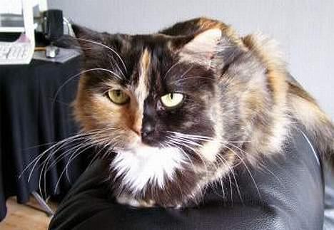 Blanding af racer Cirkeline billede 15