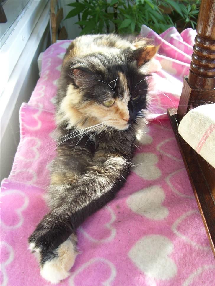 Blanding af racer Cirkeline - Middags hygge :)... (3 Oktober 2007) billede 16