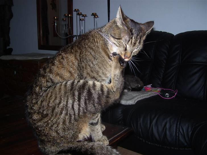 Huskat Bjarne - "Baby" - Mismand - Ja tæerne skal også vaskes:) billede 14