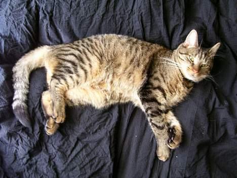 Huskat Bjarne - "Baby" - Mismand - Her feder jeg mig lidt:) billede 15