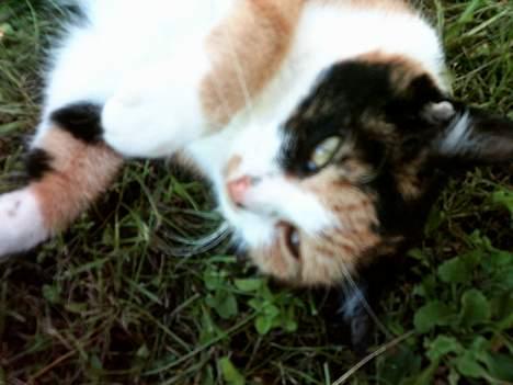 Huskat Piv billede 10