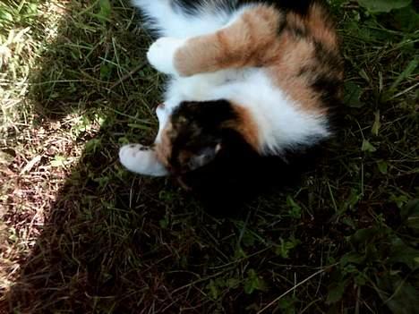 Huskat Piv billede 11